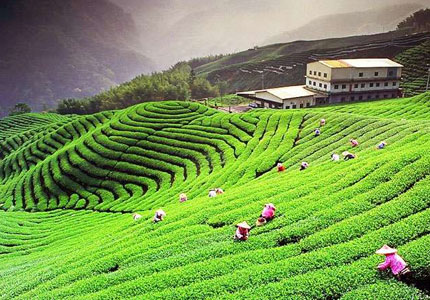 Chandigarh Dharamshala Palampur